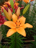 [4099 Puma DJ No02.JPG]